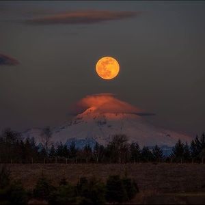 Meet your Posher, Miss Mani